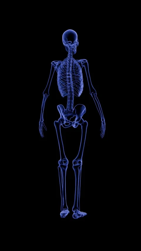360 Rotating X-Ray Hologram Human Skeleton Medical Animation 4K Vídeos de archivo 336859310