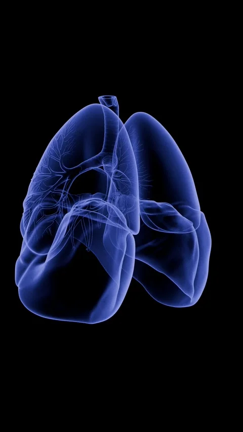 360 Rotating X-Ray Hologram Human Lungs Medical Animation 4K Vídeo Stock 336859316