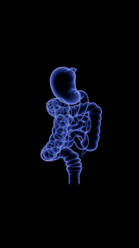 360 Rotating X-Ray Hologram Stomach Anatomy Medical Animation 4K 스톡 동영상 336859320