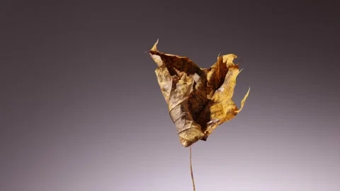360 rotation of an artfully decayed single autumn leaf that reflects the na.. Stock Footage 294821171