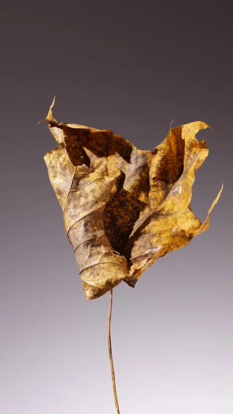 360 rotation of an artfully decayed single autumn leaf that reflects the na.. Stock Footage 294825377
