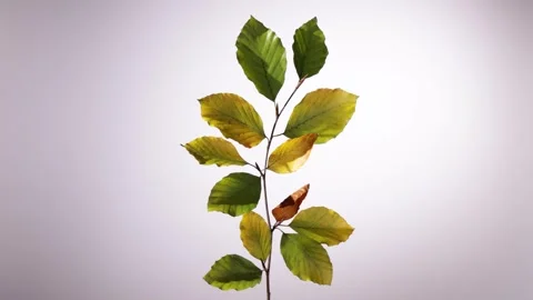 360 rotation of a beech branch with leaves in shades of yellow and green on.. Stock Footage 294821388