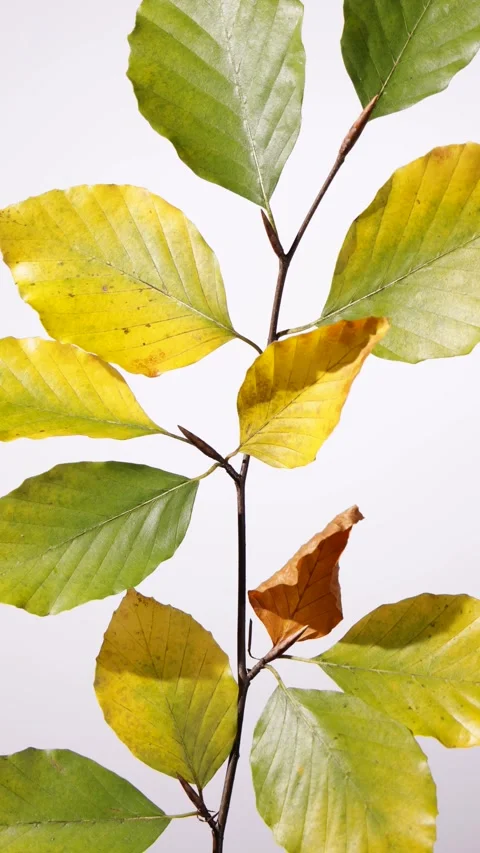 360 rotation of a beech branch with leaves in shades of yellow and green on.. Stock Footage 294823735