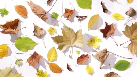 360 rotation of a harmonious collection of colourful autumn leaves of diffe.. Stock Footage 294822838