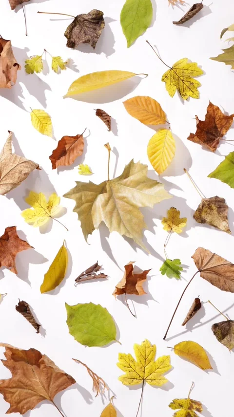360 rotation of a harmonious collection of colourful autumn leaves of diffe.. Stock Footage 294824898