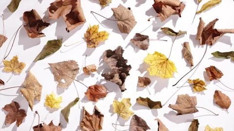 360 rotation a harmonious representation of dry autumn leaves in shades of .. Stock Footage 294823142