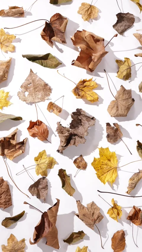 360 rotation a harmonious representation of dry autumn leaves in shades of .. Stock Footage 294824435
