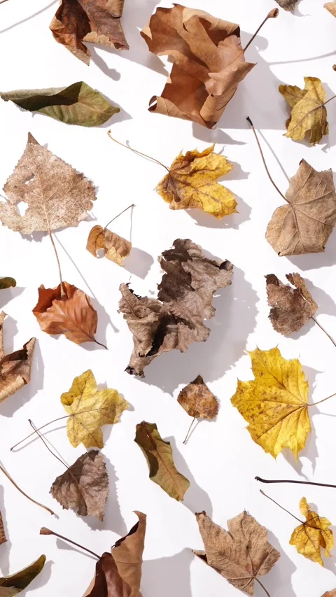 360 rotation a harmonious representation of dry autumn leaves in shades of .. Stock-Footage 294824472