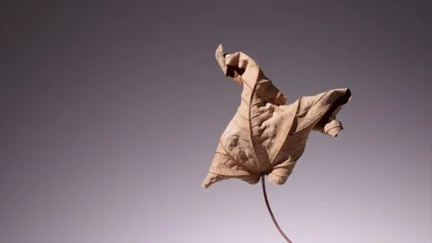 360 rotation of a single, artfully wavy autumn leaf that emphasises the lea.. Stock Footage 294823640