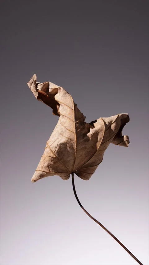 360 rotation of a single, artfully wavy autumn leaf that emphasises the lea.. Stock Footage 294825248