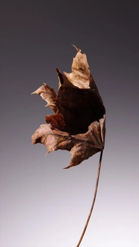 360 rotation of a single, dark autumn leaf in a minimalist composition that.. Stock Footage 294825090