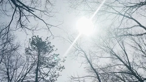 360 SHOT OF BARE TREE BRANCHES WITH SUN FLARE Stock Footage 182480318