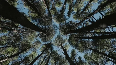 360 shot looking upward at lush tall pine trees Stock Footage 142297801