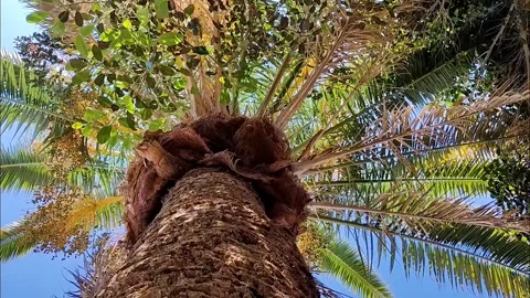 360 Spin Low-Angle View of Tropical Palm Tree Video stock 334057020