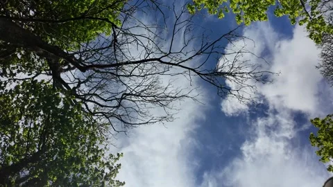 360 spin of trees and sky with clouds Stock Footage 274437150