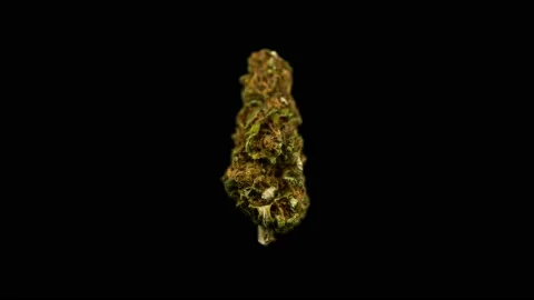 360 Spinning Loop of a Marijuana Bud with  alpha channel Stock Footage 131809420