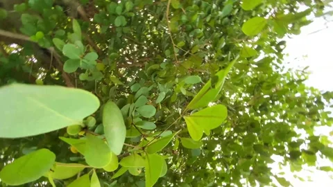360 Spiralling in Plants and Bushes Of Jamaica 스톡 동영상 160681782