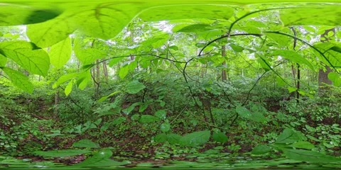 360 Time Lapse Video Among the Leaves of the Forest Stock Footage 311484877