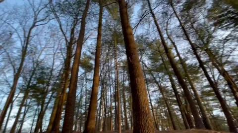 360 tree pann Video stock 153563765