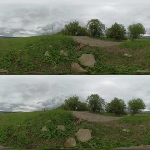 360°: Two baby foxes Stock Footage 139384770