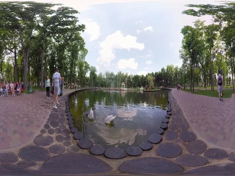 360 video panoramic view of white swans in the lake Stock Footage 76431073