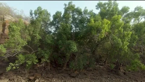 360 view of the hills of Ranthambore Forest Stock Footage 204837149