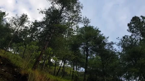 360 view of a jungle sky Stock Footage 318477048