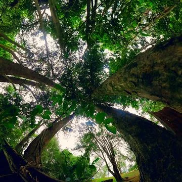360 view looking up into deep forest Foto stock