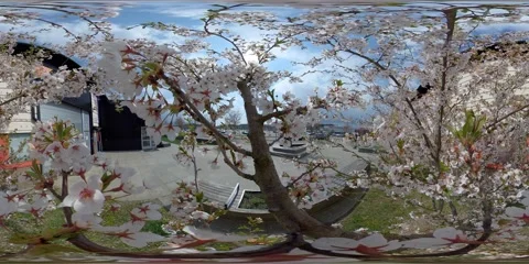 360 Virtual Reality Cherry Blossom, View From Middle Of Tree, Springtime Concept Stock Footage 153533730