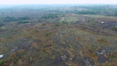 360 on a volcanic forest Stock Footage 80577996
