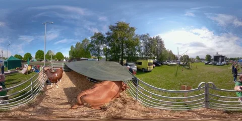360 VR 360VR of A hot summer day in the farm with the cows virtual reality Stock Footage 93442885