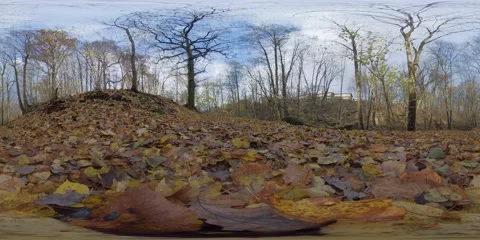 360 VR - Autumn Leaf Scene, Tranquil Forest Concept, Fall Foliage Stock Footage 149984558