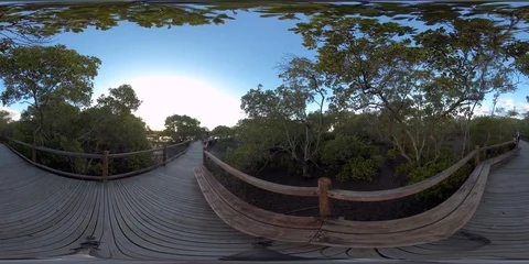 360 VR Bird reserve tranquil, peaceful shot on tripod  Queensland Australia Stock Footage 116303565