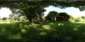 360 VR Botanic garden beautiful place under tree with statues 4k or 4k+ Resolution
