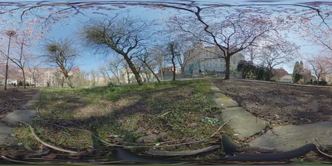 360 VR Cherry Blossom in Park, Hanami leisure scene Video stock 128229995