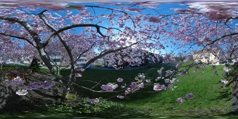 360 VR - Cherry Blossom Sakura Tree View Close Up Stock Footage 89564892