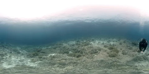 360 vr diver swims on a coral reef Stock Footage 95952553
