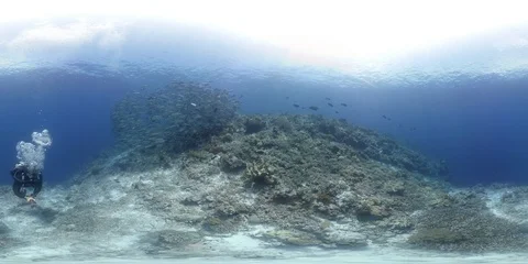 360 vr diver swims on a coral reef Vidéo 113810705