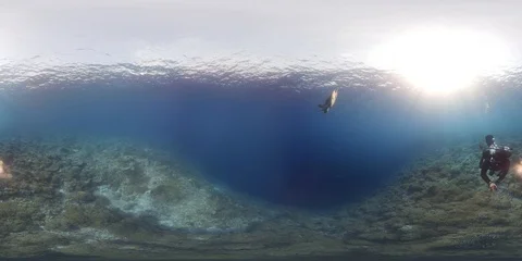 360 vr diver swims on a coral reef 8k Vidéo 113878053