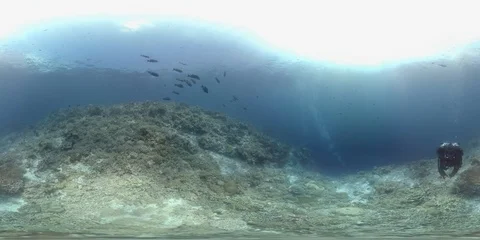 360 vr diver swims on the edge of a coral reef 8k footage Stock Footage 102350485