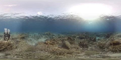 360 vr diver with two Turtles on a coral reef 8k footage Stock Footage 102188822