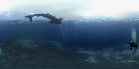 360 vr diving with whale shark 8k Vidéo 102194320