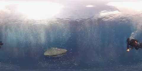 360 vr diving with whale shark 8k Vidéo 102240968