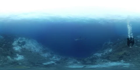 360 vr diving with whale shark Stock Footage 114023652