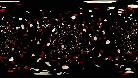 360 VR Flying Romantic red white rose Flower Petals Falling Alpha Channel Loop Stock Footage 96157509