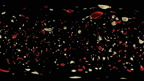 360 VR Flying Romantic red white rose Flower Petals Falling Alpha Channel Loop Stock Footage 96157994