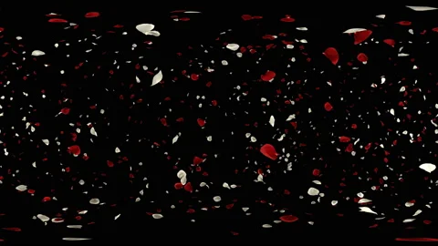 360 VR Flying Romantic red white rose Flower Petals Falling Alpha Channel Loop Stock Footage 97393581