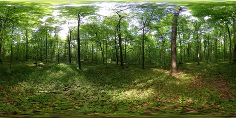 360 vr forest timelapse panoramic 4k Stock Footage 89937666