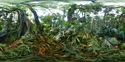 360 VR Giant fig tree in lush green rainforest virtual reality nature Stock Footage