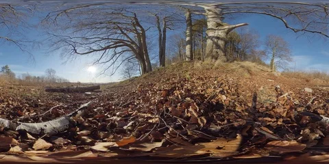 360 VR Hill and trees, Dead leaves, Late autumn, Sunny day and Blue Sky Stock Footage 125492637